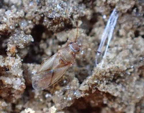 Cymus claviculus